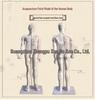 85CM All-White Human Acupuncture Model with Traditional Chinese Medicine Acupoints and Meridians