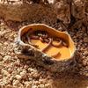 Reptile – Terarii pentru reptile