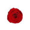 P-1  21 Preserved Roses in a Box Wedding Decor Floral Arrangements Wedding Dried Flower Home Decor Baby Shower Flowers 2~3cm