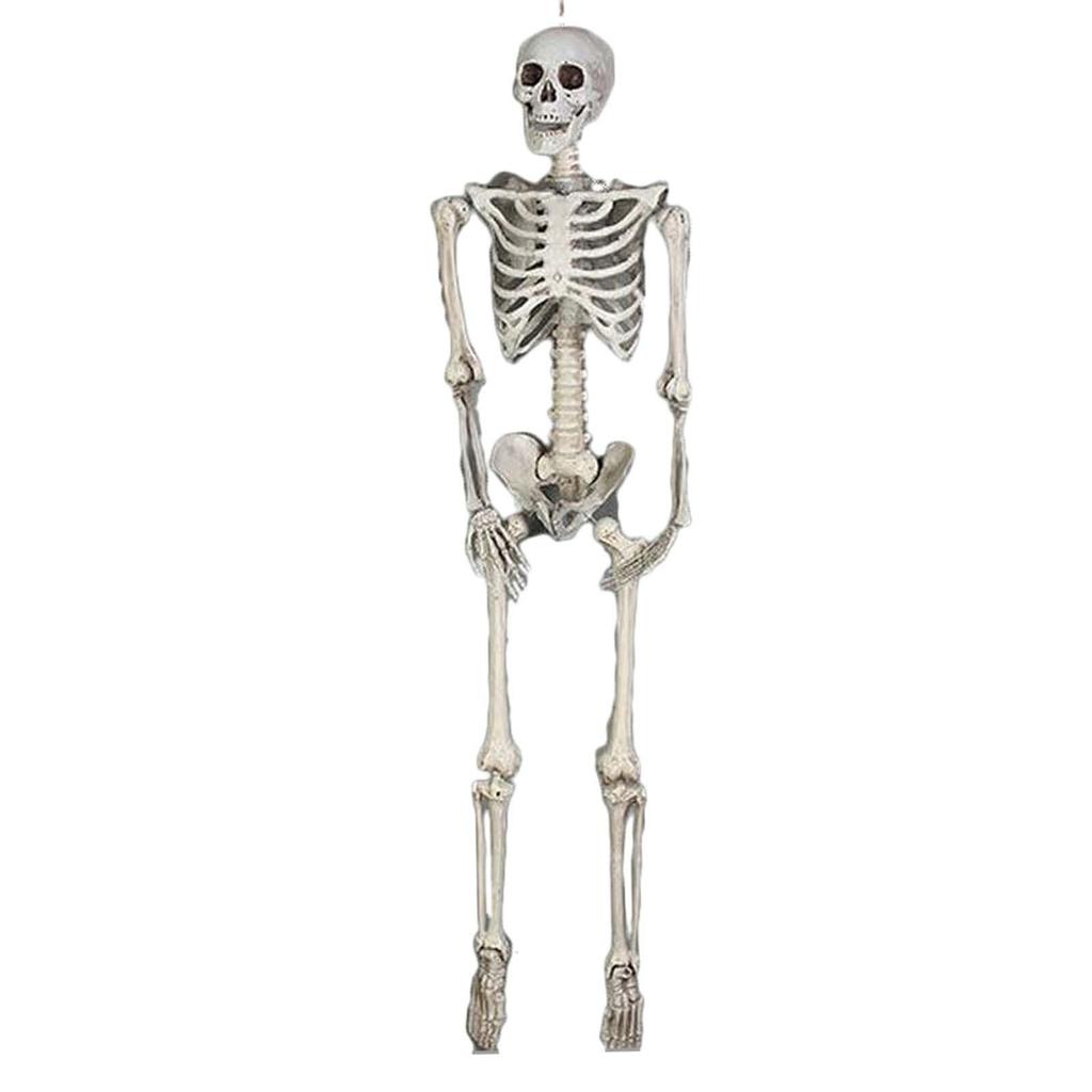 Halloween Skelett Ornament 65 Zoll Ganzkörper Bewegliche Gelenke Skelette Lebensechtes Modell für