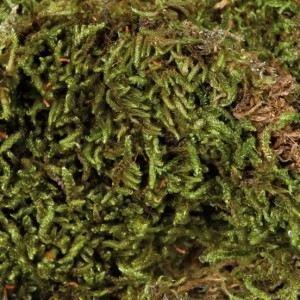 Mousse pour vivarium