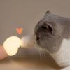 Touch Paw Cat Night Light Magnetic Bedside Lamp Bedroom Decoration Gift Lights