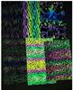Chun Ya Fang Iridescent Seven-Color Reflective Polyester Fabric