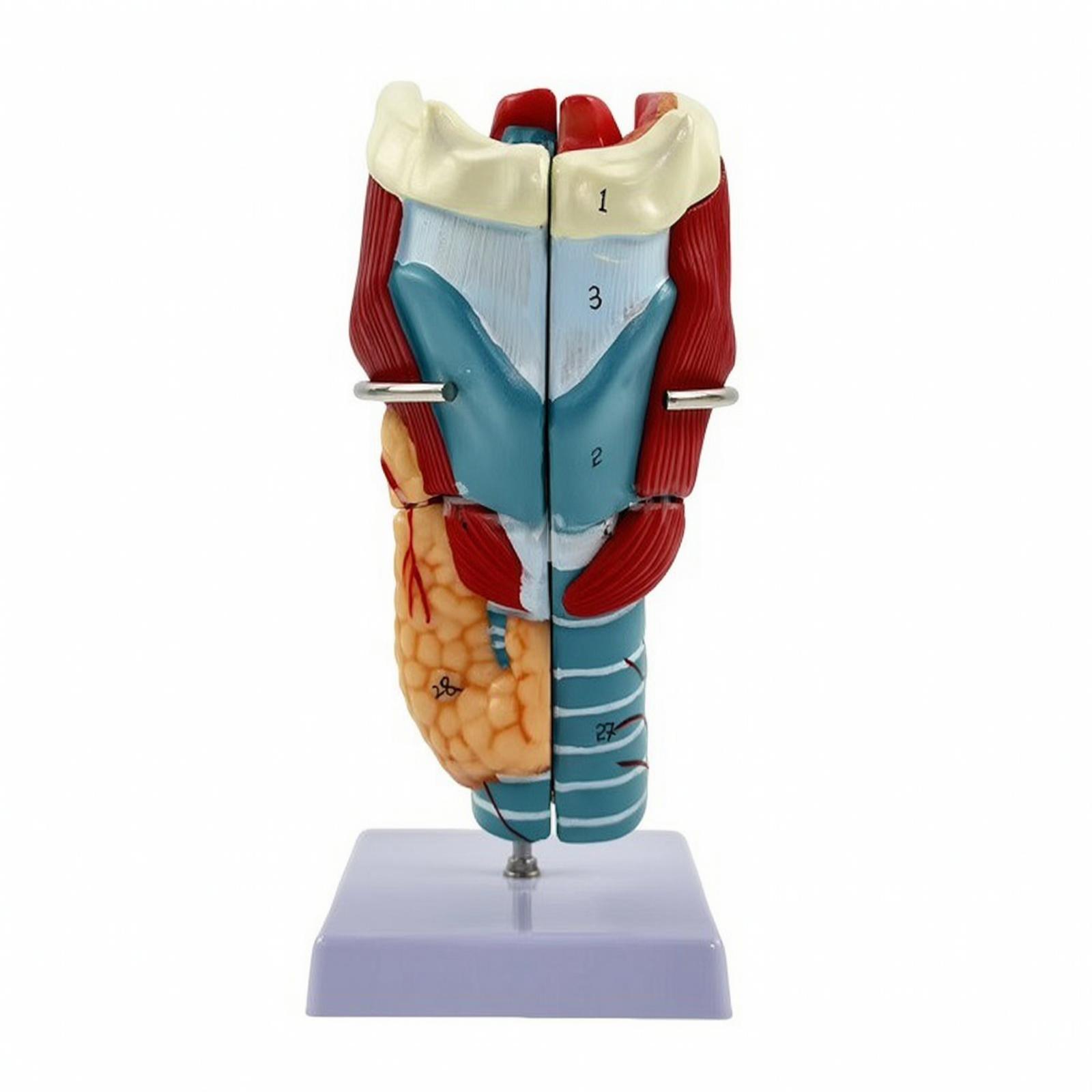 Human Larynx Anatomical Model PVC Material