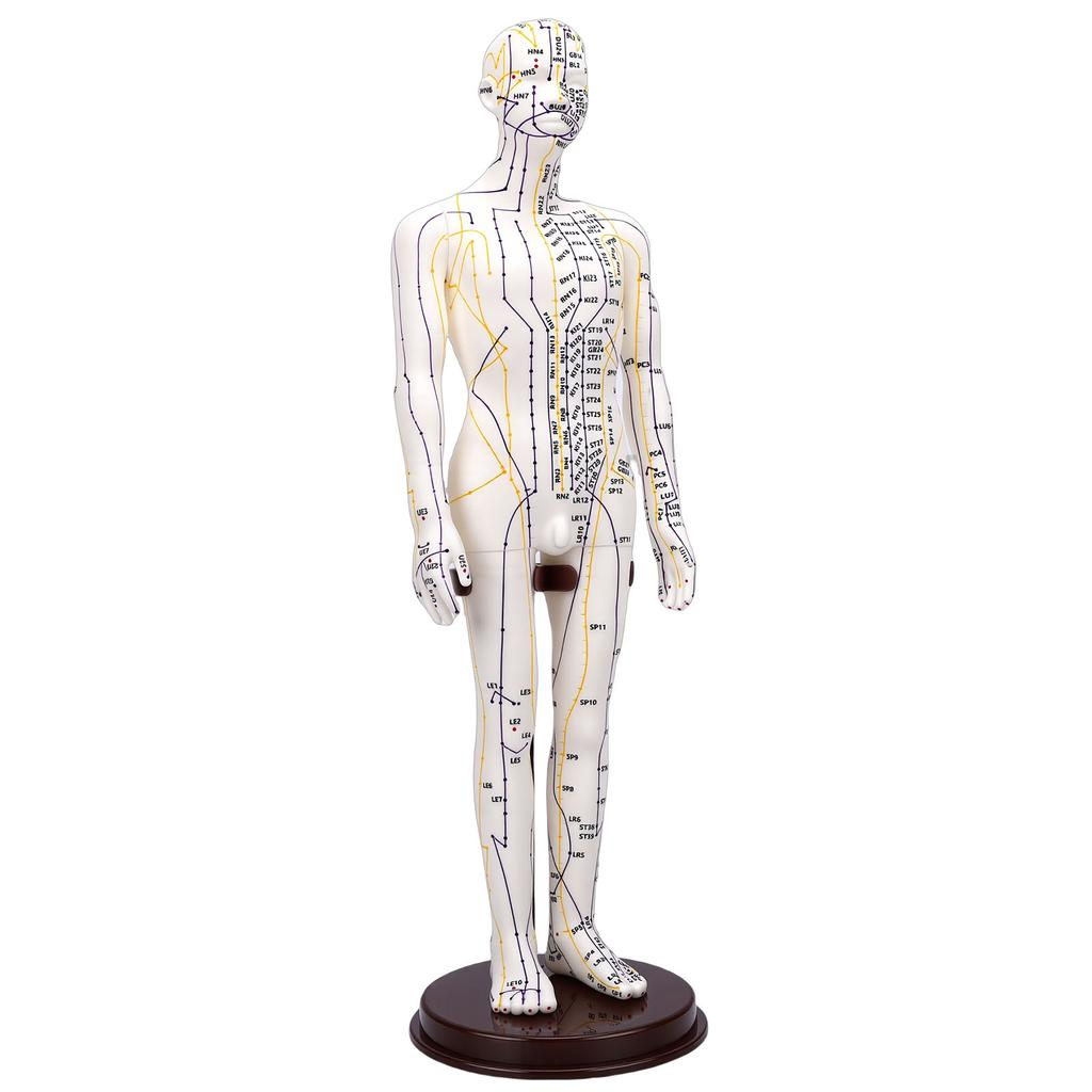52cm Acupuncture Model 360 Degree Rotatable Arms Acupoint Body Model for Student Teaching Demonstration White Men