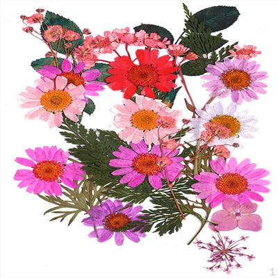 25 Press Petals Dried Flowers Plant For Nail Decor Art, Scrapbooking, Card, Art Crafts, Epoxy