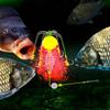 1Pcs Double Hook Explosive Fishing Hook Bomb Explosion Anti-hanging Sharp Lure Trap Fluorescent M0Z3