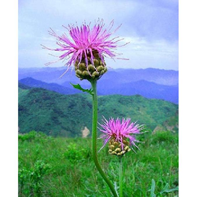 Raw Rhaponticum/Maral Root Water Extract Powder 100g. (3.5 Oz.),Improved Work Capacity