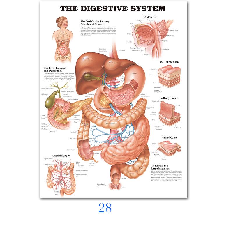 Svalový systém Plakáty Hedvábná tkanina Anatomická tabulka Lidské tělo Škola Lékařská věda Vzdělávací potřeby Domácí dekorace