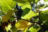 SAFLAX Tulip Tree - 20 Seeds - Liriodendron Tulipifera