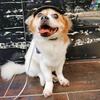 Yousheng Pet Headgear Breathable Ultra-Light Adjustable Dual Holes Design Easy-wearing Dress Up Polyester Multi-Sport Outdoor Bike Motorcycle Pet Cap