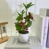 Jasmine Artificial Flower Potted Plant With Rain Flower Stone For Interior Decor