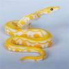 Snake Big Size Animals Models Simulation Python Python Action Figure Snake Toy Python Model Toy