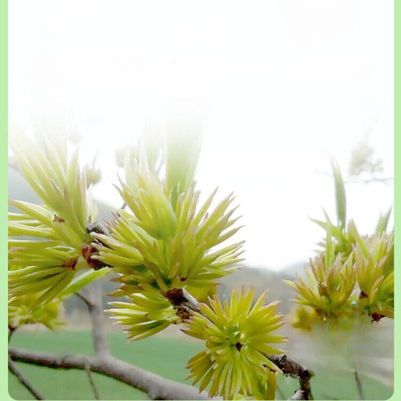 Eucommia male flower ancient tree Eucommia male flower tea man tea