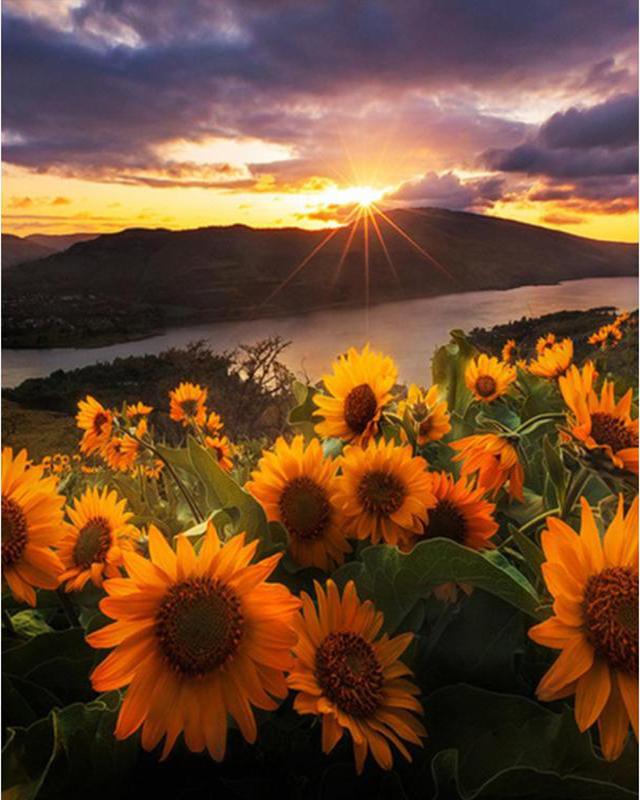 

Алмазная картина Новый цветок Подсолнух 5D DIY Алмазная вышивка Распродажа Закат Стразы Мозаика Декор для дома Full Round 20X30CM
