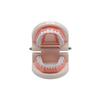 1Set 28 Teeth Dental Lab Model With Soft Gums Adult Standard Denture Demonstration Teaching Tool For Dentist Patient Education