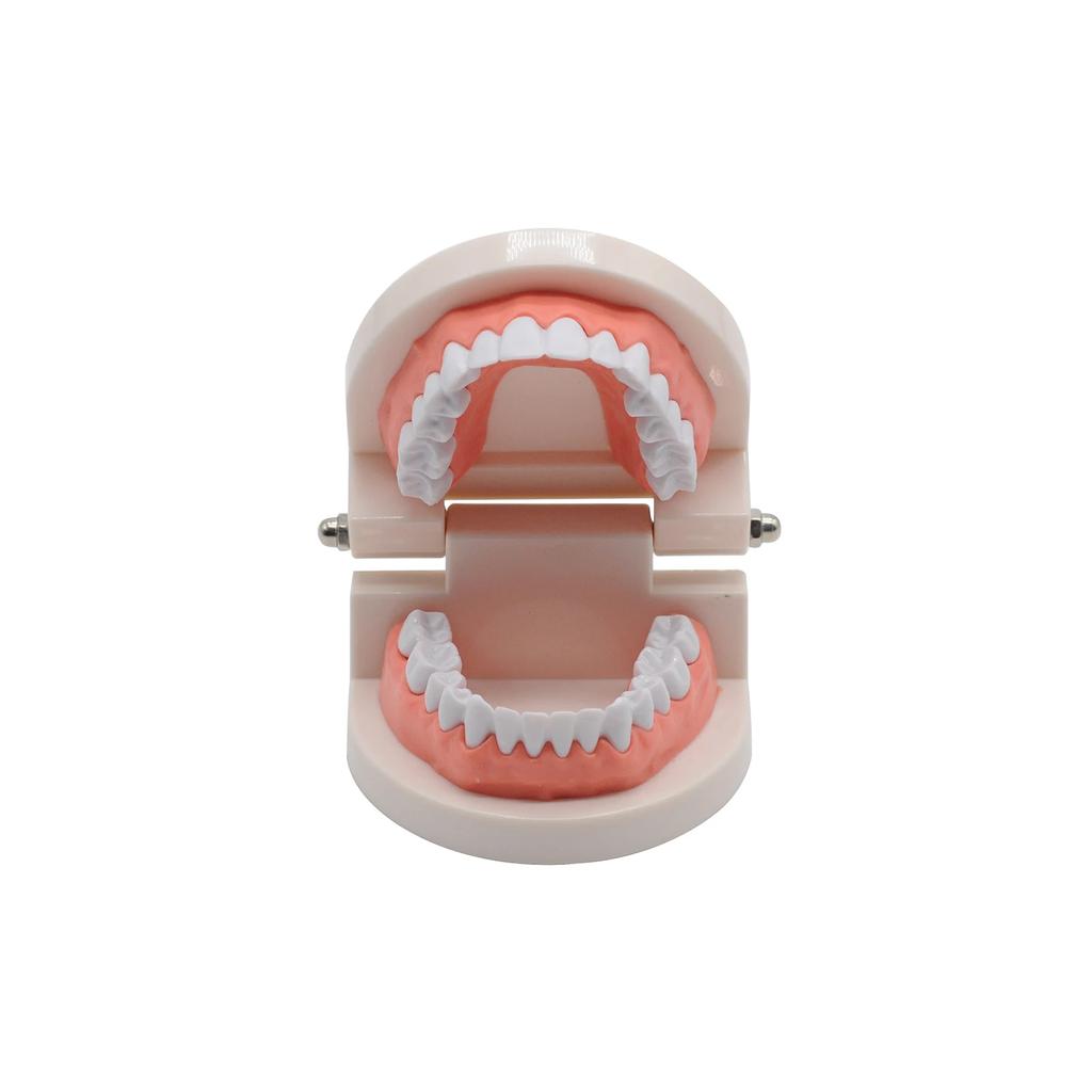 1Set 28 Teeth Dental Lab Model With Soft Gums Adult Standard Denture Demonstration Teaching Tool For Dentist Patient Education
