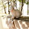 Lovely Rabbit Figurine Ornaments Cute Bunnies Sculpture Micro Landscape Animal Figurine  Table
