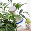 2Pcs Bottle Cap Sprinkler Portable Plastic Little Nozzle Sprinkler Head Bottle Watering Spout for Indoor Seedlings Plant JT266
