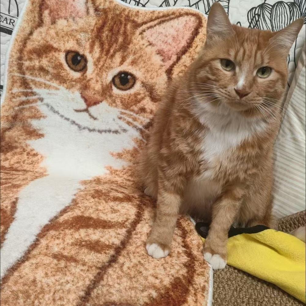 Orange Cat Rug Home Cartoon Bedroom Rug Bedside Blanket Living Room Sofa Carpet Anti Slip Pet Cat Plush Mat Home Decoration Gift