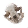 Resin Cat Skull Teaching Skeleton Model Ornament