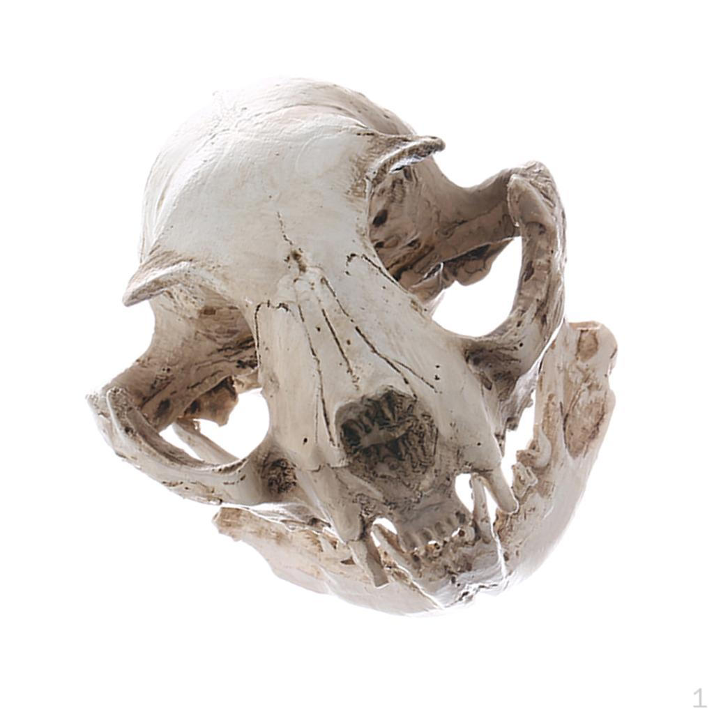 

Resin Cat Skull Teaching Skeleton Model Ornament