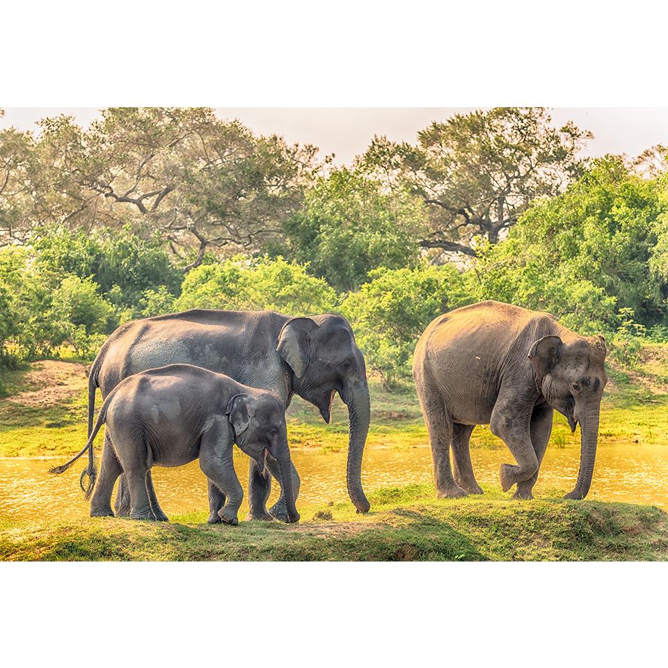 5D-Diamantgemälde zum Selbermachen, Tier-Strass-Bilder, Kreuzstich-Set, voller Diamant-Stickerei, Elefant, Mosaik, Geschenk, Heimdekoration