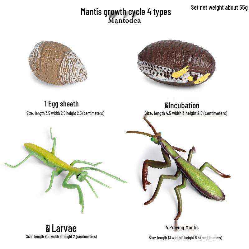 Montessori Cognitive Models: Sea Turtle, Hen, Frog, Snail, Butterfly, Bee Growth Cycle Toys