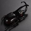 Figures Joke Toys Kids Insect Toy Special Lifelike Model Insect Model Simulation Beetle Beetle Toys