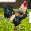 Vibrant Rooster Acrylic Garden Yard Stake, 2D Cute Animal Outdoor Decor for Lawn, Patio, Farm & Backyard