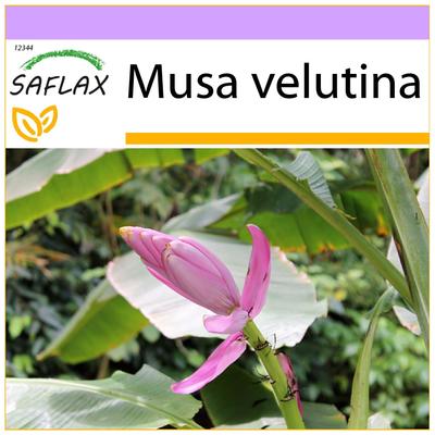 Rosa Samtbanane – 8 Samen – Musa velutina