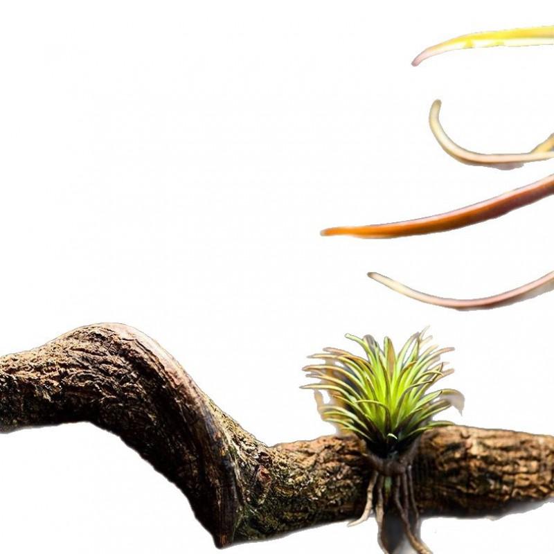 Natural Driftwood Branch Terrariums Reptile Climbing Decor Rainforest Vivarium Setup Tree Frog Gecko Habitat