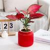 Selbstbewässernde Töpfe für Zimmerpflanzen Klarer Kunststoff Docht-Blumentopf Moderner Dekorativer Pflanztopf für Zimmerpflanzen Kräuter Blumen