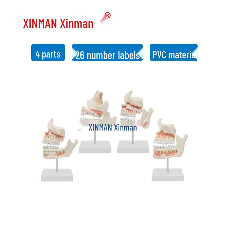 Human Tooth and Jaw Development Model