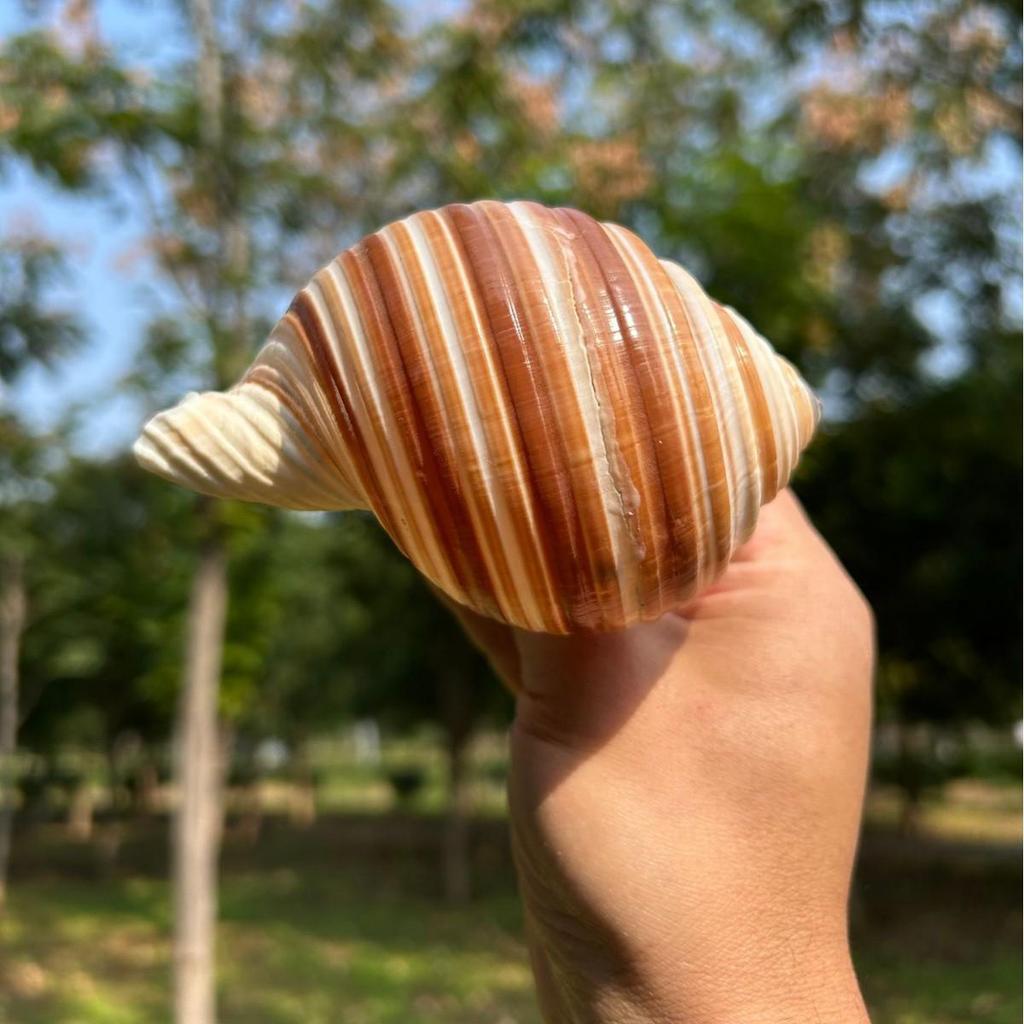 Natural Conch Seashell Aquarium Decor for Hermit Crabs