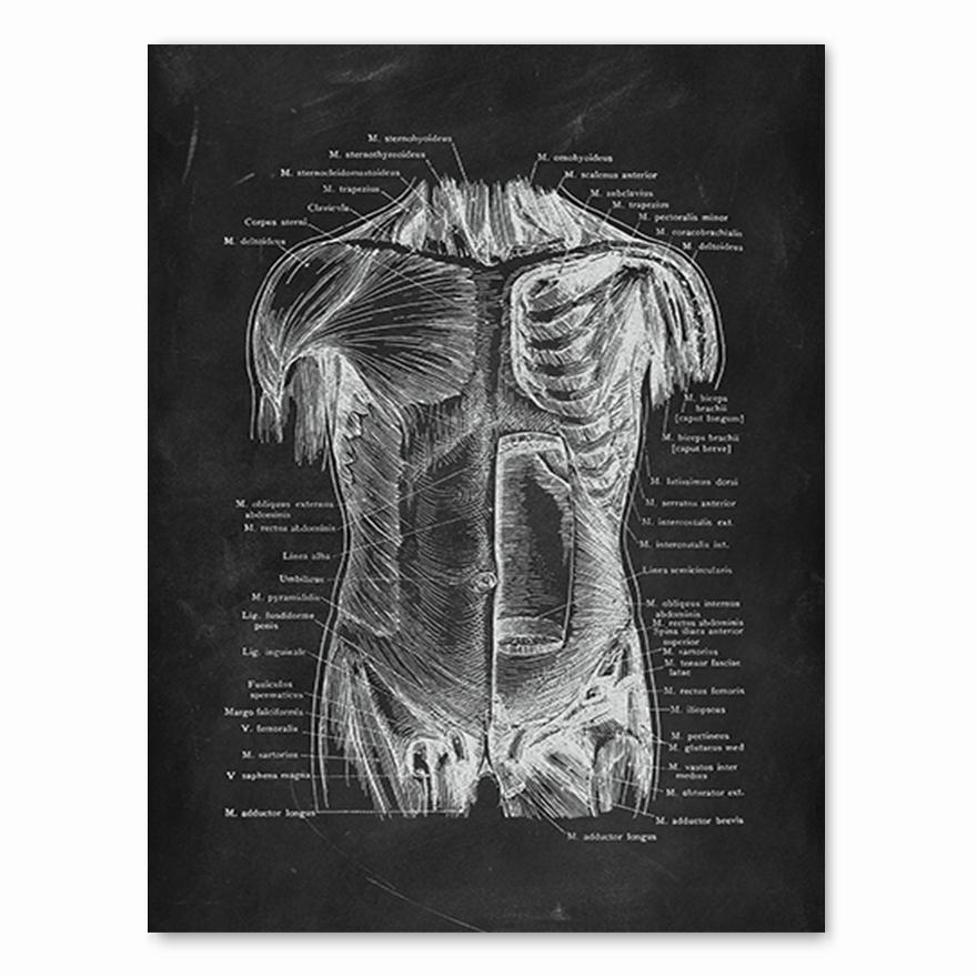 Human Anatomy Artwork Medical Clinic Wall Picture Skeleton Organ Muscle System Vintage Canvas Print Body Education Poster