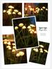Solar Jellyfish String Lights – Outdoor Garden & Balcony Decoration