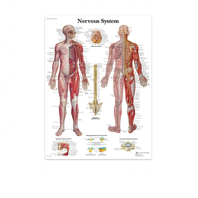 Science Wall Art Muscle System Human Anatomy Diagram Medical Education Supplies HD Oil On Canvas Posters And Prints Home Decor