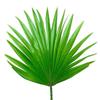Greenfood palmier nain, 400 mg, extrait à dose élevée (75%), 120 gélules – sans additifs artificiels, sans génie génétique. vegan.