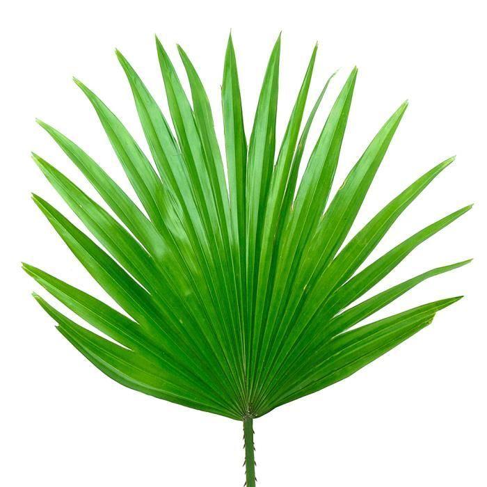 Greenfood palmier nain, 400 mg, extrait à dose élevée (75%), 120 gélules – sans additifs artificiels, sans génie génétique. vegan.