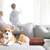 Solid Color Pet Blanket Bright Comfy Fleece Flannel Lightweight Yet Warm Gift for Home Travel