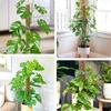 GROWNEER 4 Packs 24 Inch Plastic Moss Pole for Plants Monstera, Stackable Plant Support for Indoor Climbing Plants, Clear Plant Poles with 10FT