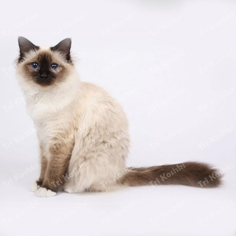 Tri koshki RC035 Anime Dog Ragdoll Sticker Waterproof PVC Decoration Door Living Room Kids Room