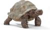 Schleich Wildlife Giant Tortoise Figurine 14824