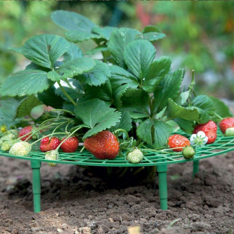Strawberry Planter Tray Stand - Anti-Rot & Support Frame for Potted Plants