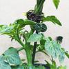 100Pcs Orchid Stem Clamp Versatile Stable Eco-friendly Plant Support Clips for Healthier Productive Plants