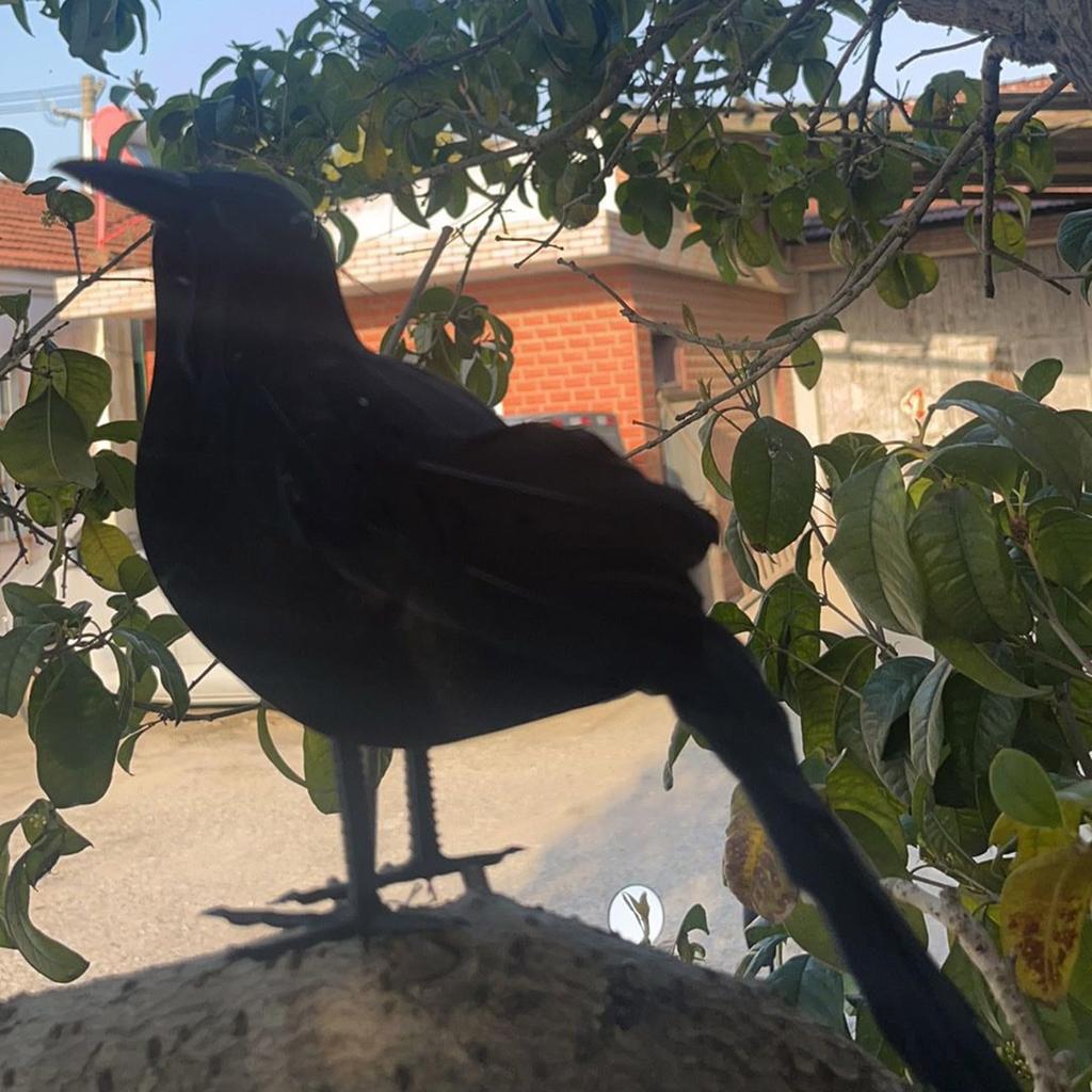 Realistic Halloween Decorations, Lifesize Black Feathered Crow For Home Garden Yard Decor, Artificial Bird Simulation Crow Halloween Party Props