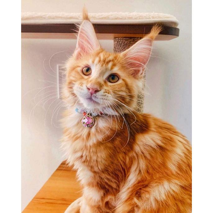 PetSoKoo Four-Leaf Clover Cat Collar with Bell Breakaway Buckle. Japanese Chirimen,Cute Kitten Collar for Girl Boy Cat
