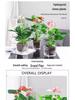 Smooth Sailing White Anthurium Potted Plant - Easy-to-Grow Indoor Greenery for Good Luck