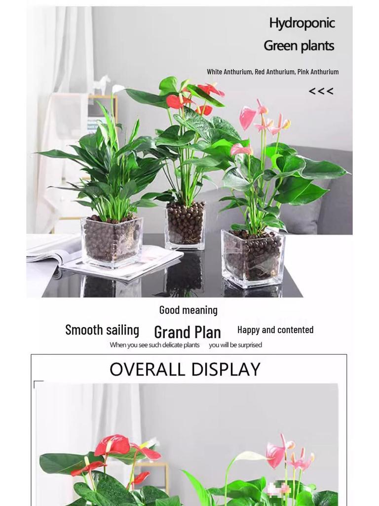Smooth Sailing White Anthurium Potted Plant - Easy-to-Grow Indoor Greenery for Good Luck